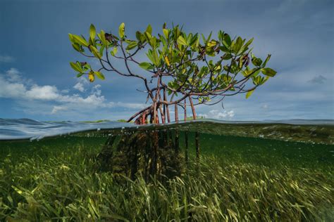 Protecting Mangroves: Coastal Guardians and Climate Heroes | SeaLegacy