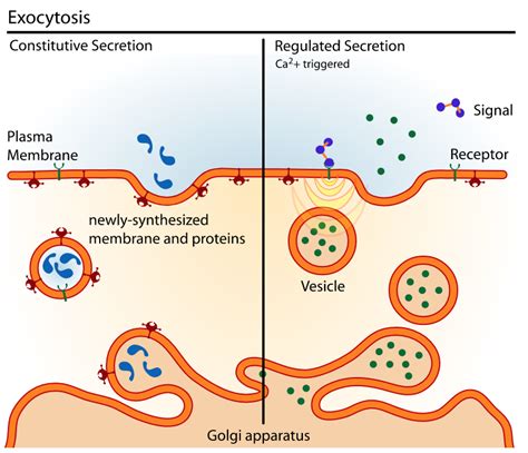 Endocytosis and Exocytosis | General Biology