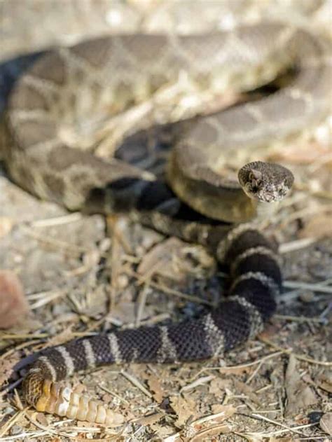 The Northern Pacific Rattlesnake Bite - Animals Around The Globe