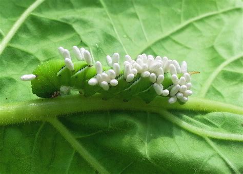 Scouting for Tobacco Hornworms | North Carolina Cooperative Extension