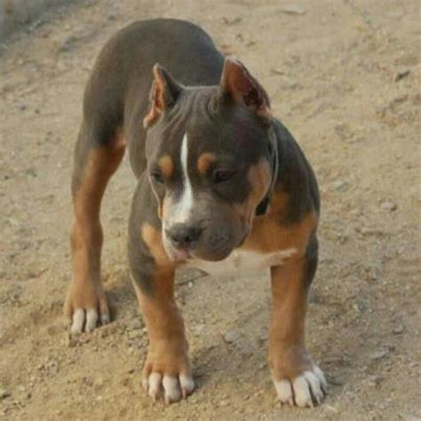 Tri-Color Pit | Doggy-Style | Pinterest