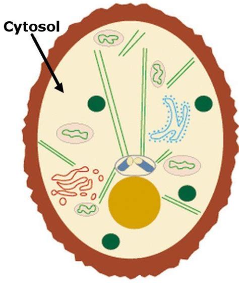 What Is Cytosol? How Is It Different From Cytoplasm? | Secondary science, Cell model project ...