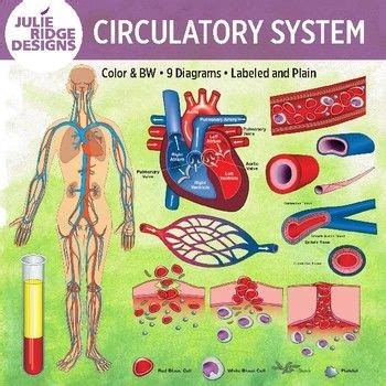 Human Circulatory System Clip Art Illustrations | Human circulatory ...