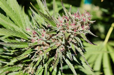 10 Fastest Flowering Cannabis Strains to Grow