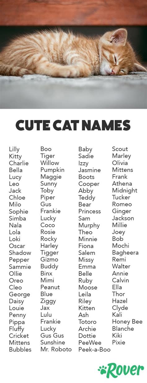 What Is the Cutest Cat Name? 100+ Names to Choose From | Kucing ...