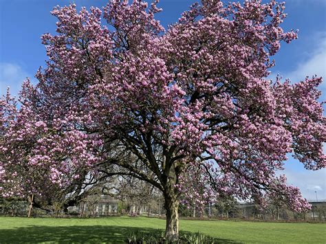 magnolia tree at the rose garden on this gorgeous monday : r/Eugene