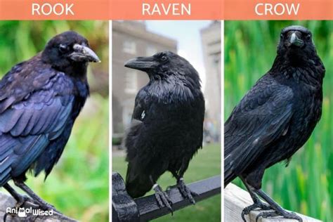 Differences Between Crows, Ravens and Rooks - With Photos (2022)