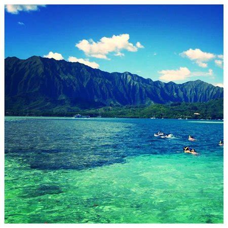 snorkeling horse-shoe reef in Kaneohe bay! - Picture of Holokai Kayak and Snorkel Adventure ...