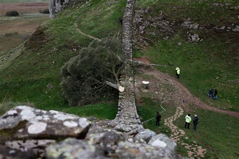 Sycamore Gap felling: Experts say replanting effort could grow to 8ft ...