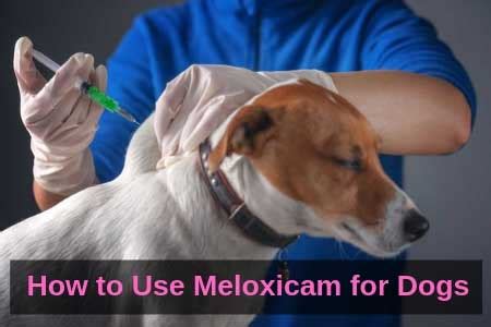 Meloxicam for Dogs: Is It Safe For Your Canine? | Therapy Pet