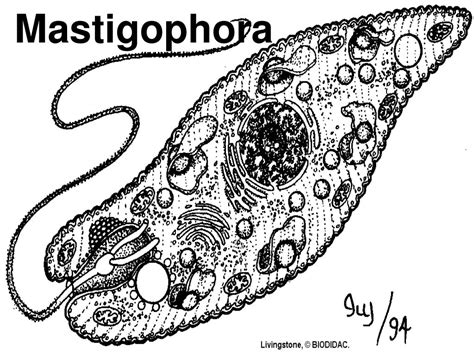 Mastigophora