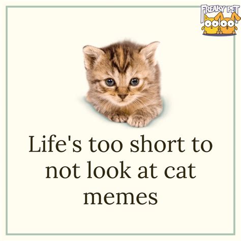 More Cat Memes - FreakyPet