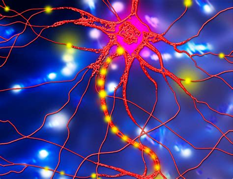 Can Damaged Nerves Heal? - Pain Injury Management Relief