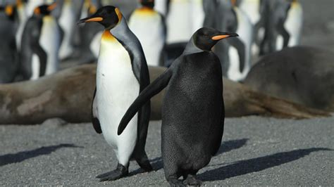 Unusual penguins – Australian Antarctic Program