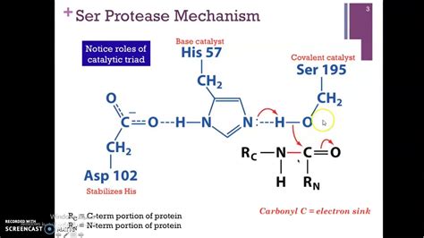 chymotrypsin mechanism - YouTube