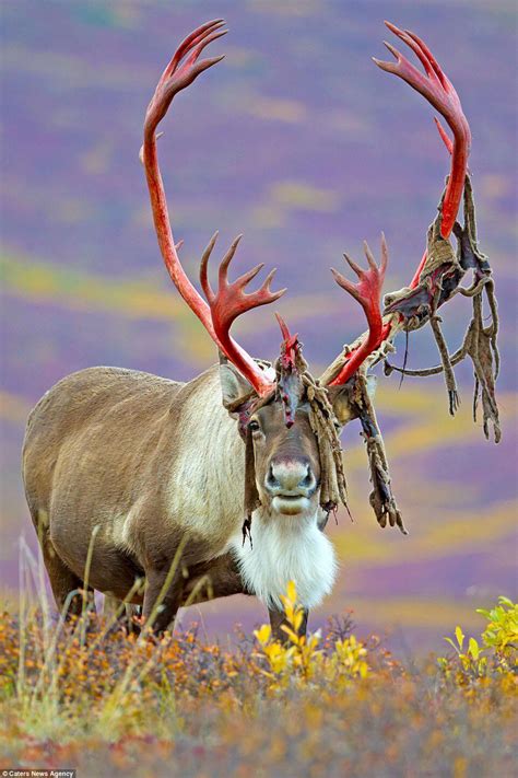 Caribou shedding antler velvet : r/AllAboutNature