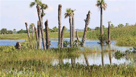 Effective Strategies for Wetland Mitigation: Enhancing Biodiversity and Water Quality – Jas-Travel