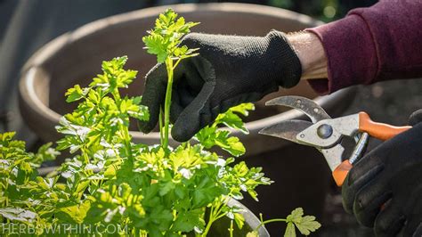 Pruning Parsley [Simple Guide] - Herbs Within