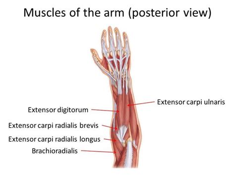 요측수근신근 (장 및 단) (노쪽손목폄근, extensor carpi radialis, longus and brevis) 기시, 정지, 기능, 손상, 활성화 요인 : 네이버 블로그