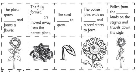 Adapting Plant Life Cycle Worksheet – Paths to Literacy