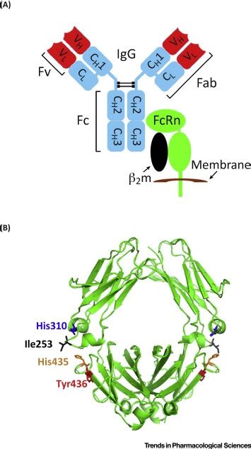 Targeting FcRn to Generate Antibody-Based Therapeutics: Trends in Pharmacological Sciences