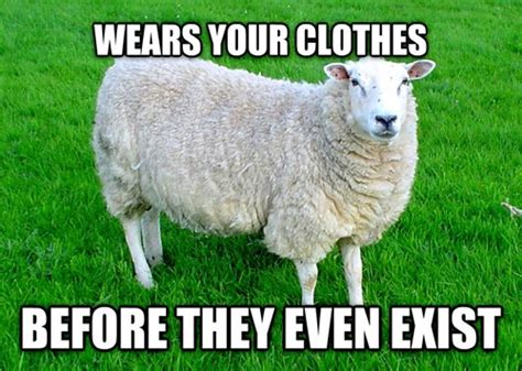 Hipster Sheep - Memebase - Funny Memes