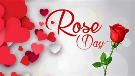 Happy Rose Day 2024 Wishes, Messages, Rose Day Quotes, Images, Facebook WhatsApp Status | Events ...