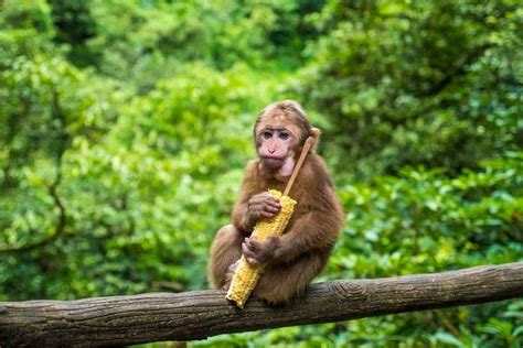 Mount Emei in China is a Holy Home to Gangs of Terrible Monkeys