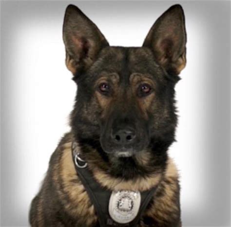 Calgary police dog to recover after being stabbed in the line of duty