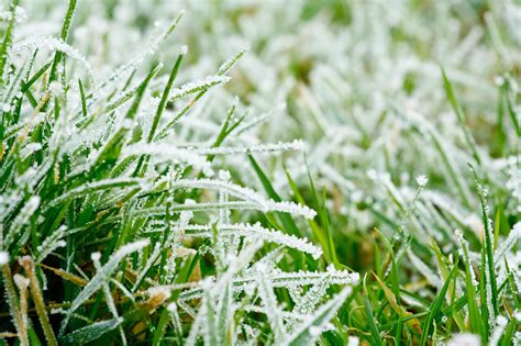 Winter Grass Brown Spots - Cardinal Lawns