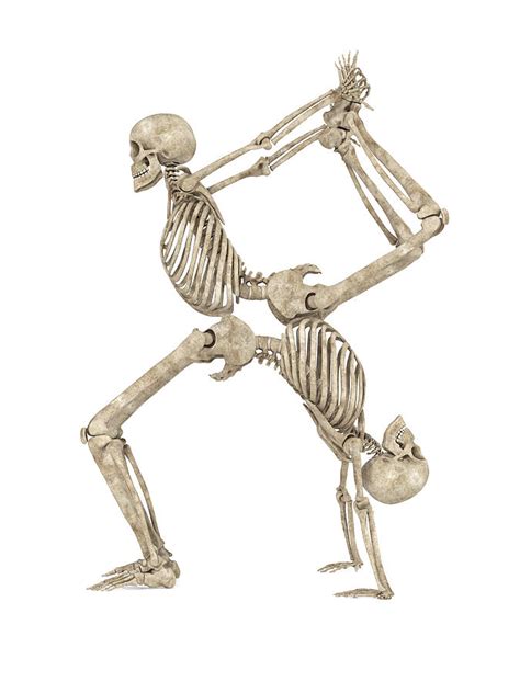 Skeleton Yoga 003 Digital Art by Betsy Knapp - Pixels