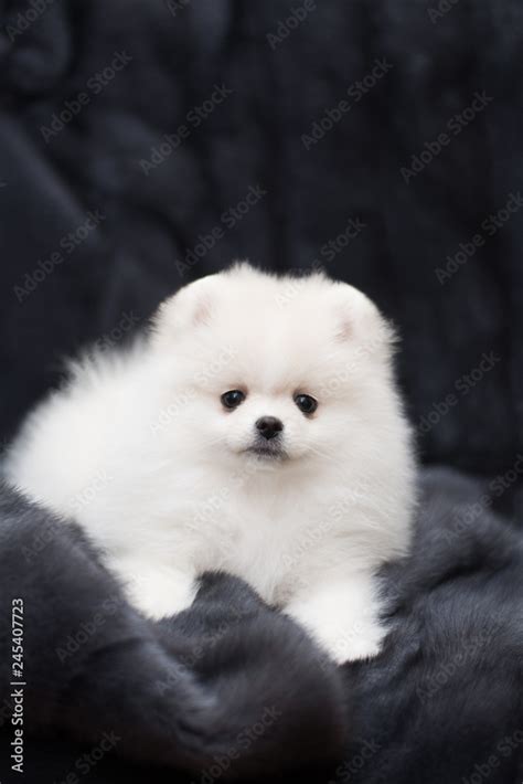 spitz dog pomeranian puppy Stock Photo | Adobe Stock