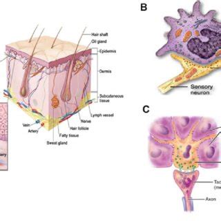 Morphology and localization of Merkel Cells. a Location of Merkel cells ...