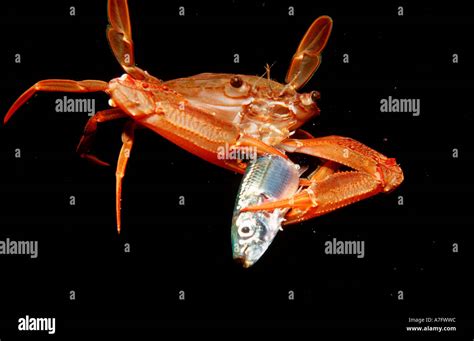 Red legged Swimming Crab eating fish Portunus convexus Djibouti Stock ...