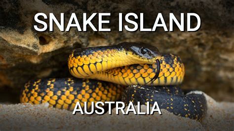 Snake island of Australia, the island full of deadly venomous Tiger snakes - YouTube