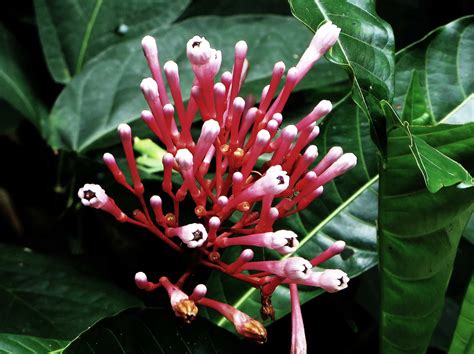 Ecuadorian Rainforest Flower