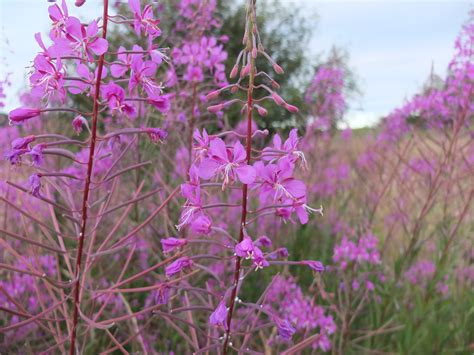 Fireweed Seeds — Ravensong Seeds & Herbals