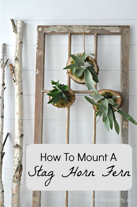 How To Mount A Stag Horn Fern