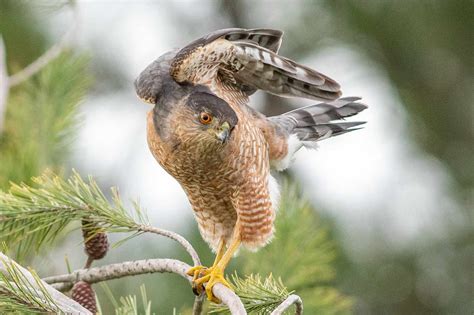 How to Make Cooper's Hawk Identification