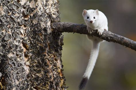 Winter Weasel | Cindy Goeddel Photography, LLC