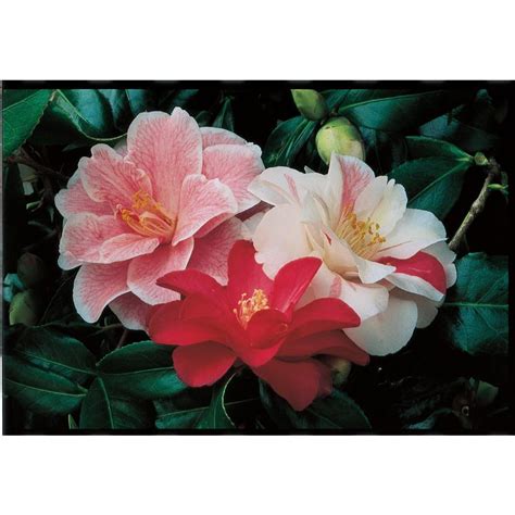 2-Gallon Multicolor Camellia Flowering Shrub in Pot (L3455) at Lowes.com