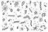 Bacteria Coloring Page Stock Illustrations – 243  sketch template