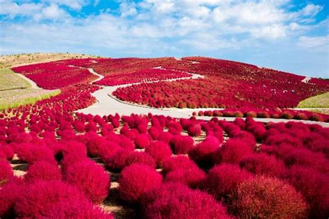 Enjoy Hitachi Seaside Park & its 4 Vibrant Seasons of Flowers!｜THE GATE ...