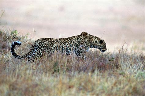 Cheetah Hunting, Kenya, Africa Photograph by James Gritz - Fine Art America