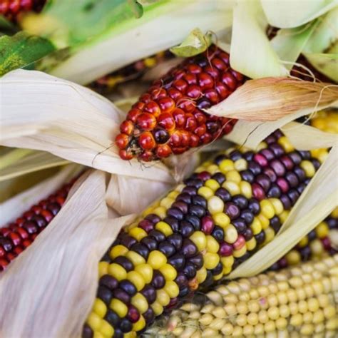 Indian Rainbow Corn - [category]