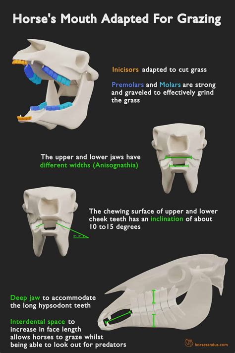 Horse Teeth Anatomy and Function [Pictures & Animations]