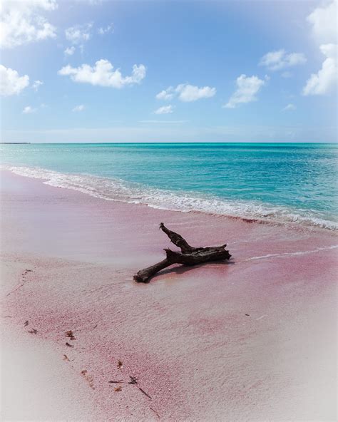 The incredible pink beach on the island of Barbuda - Peter Moore