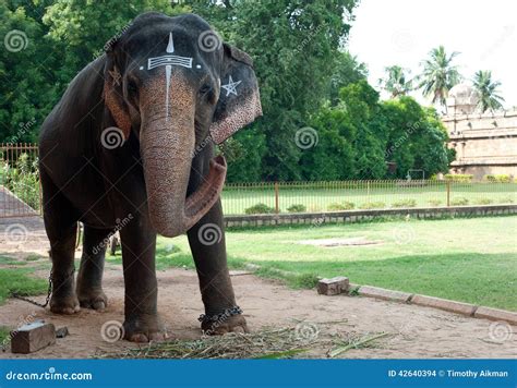 Temple Elephant stock photo. Image of luck, elephant - 42640394