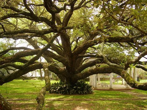 Live Oak, Victoria TX | A Texas live oak (Quercus fusiformis… | Flickr