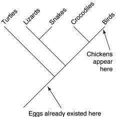 Stated Clearly: What came first, the chicken or the egg? Evolution ...